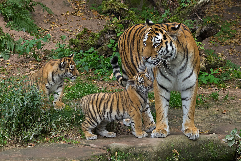 Tigerbabies mit Mama