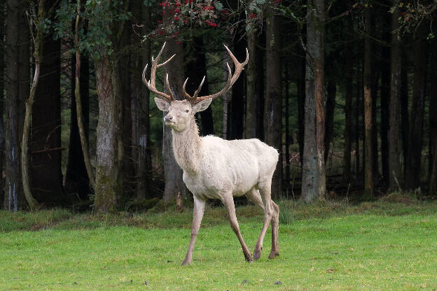 Weißer Hirsch