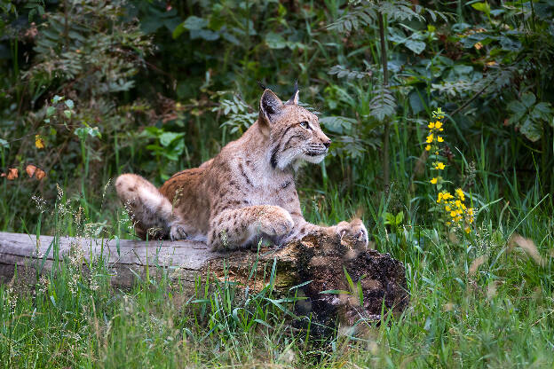 Luchs