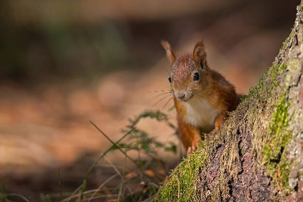 Eichhörnchen