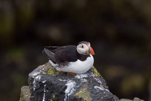 Puffin