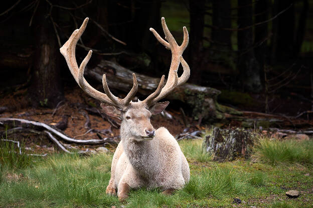 Weißer Hirsch