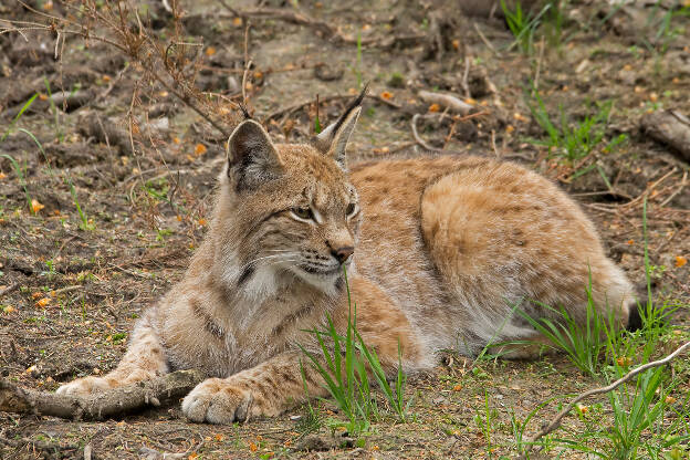 Luchs