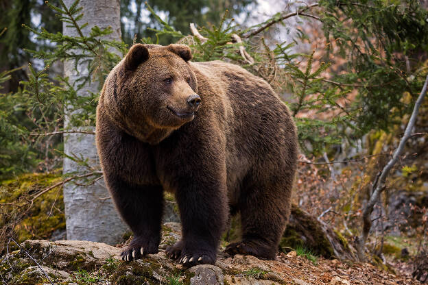 Braunbär, Tierfreigelände Neuschönau