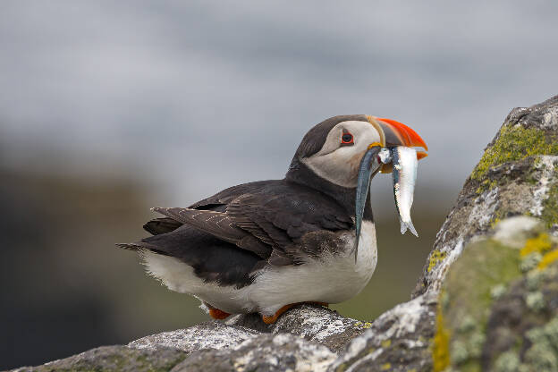 Puffin mit Fisch