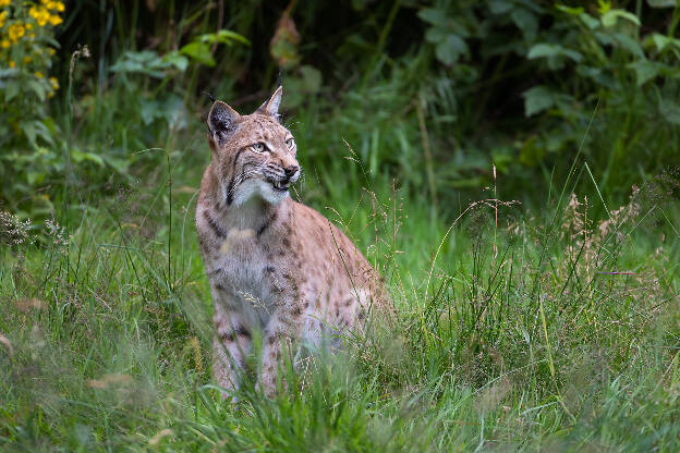 Luchs