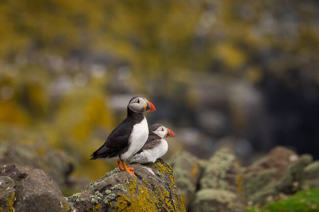 Puffins