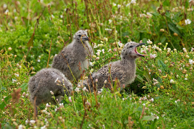 Möwenküken