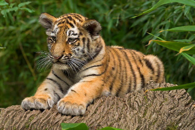 Tigerbaby