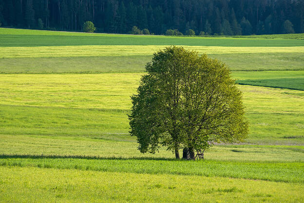 Grüntöne