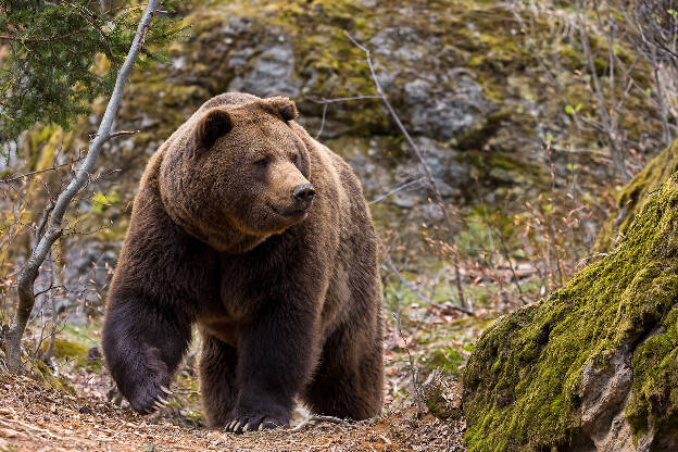 Braunbär, Tierfreigelände Neuschönau