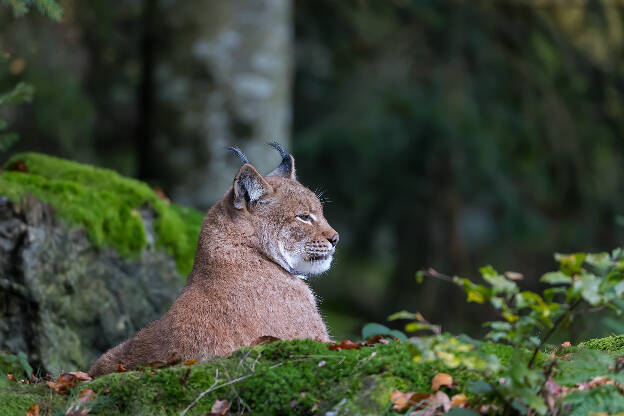 Luchs, Tierfreigelände Neuschönau