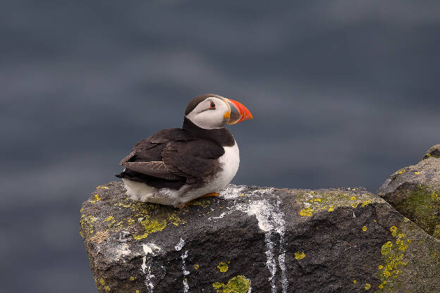 Puffin