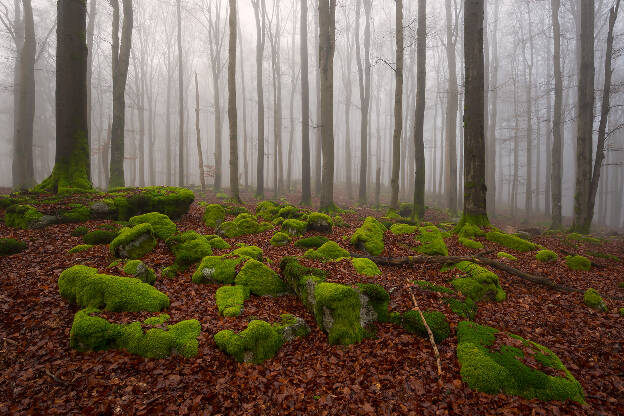 Nebel am Buchberg