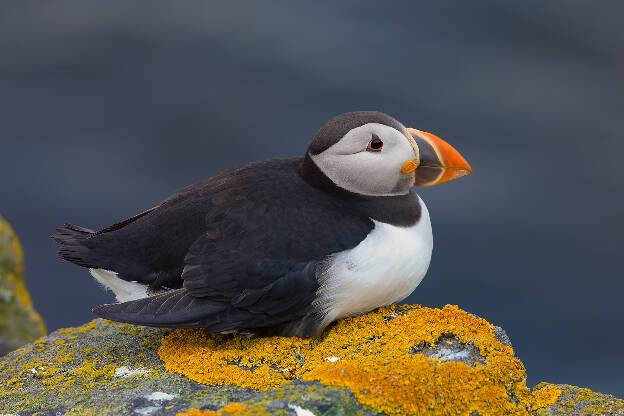 Puffin