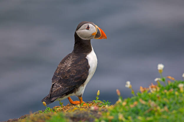 Puffin