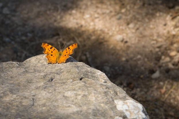 Schmetterling