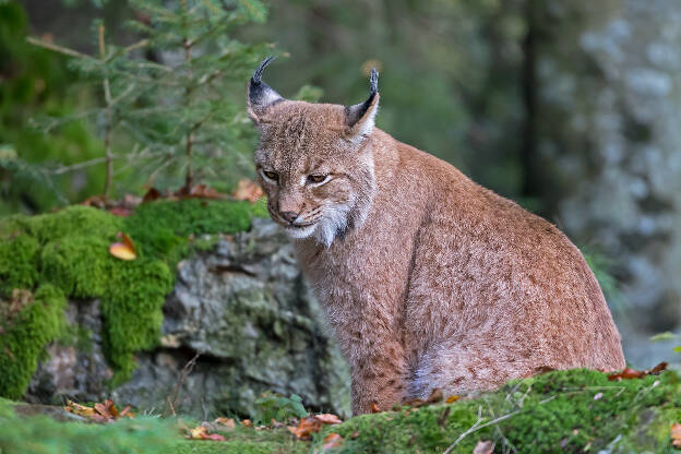 Luchs, Tierfreigelände Neuschönau