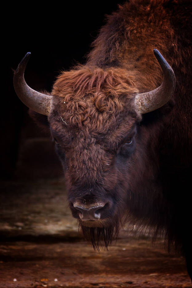 Wisent, Tierpark Lohberg