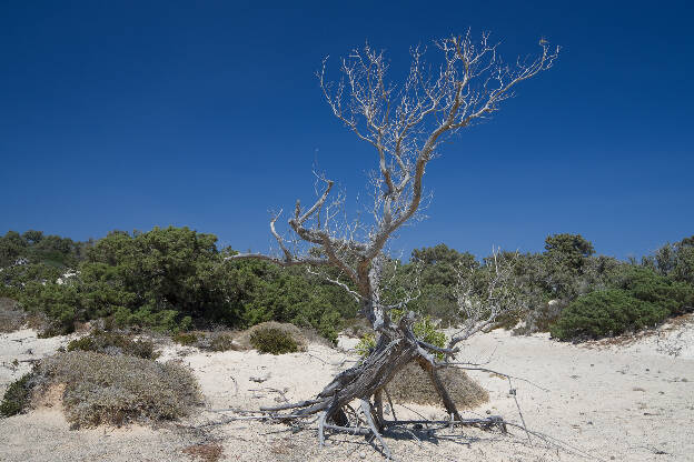 Insel Chrysi