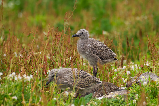 Möwenküken