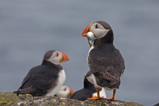 Puffin mit Fisch