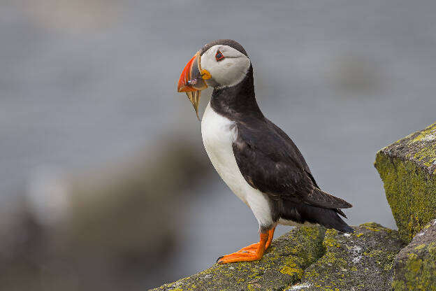 Puffin