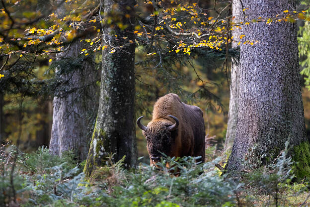 Wisent, , Tierfreigelände Neuschönau