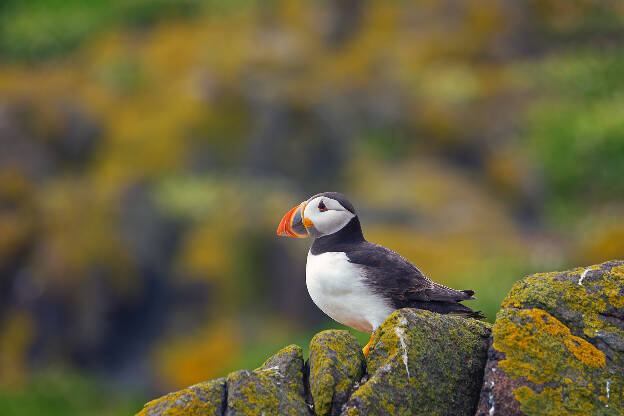 Puffin