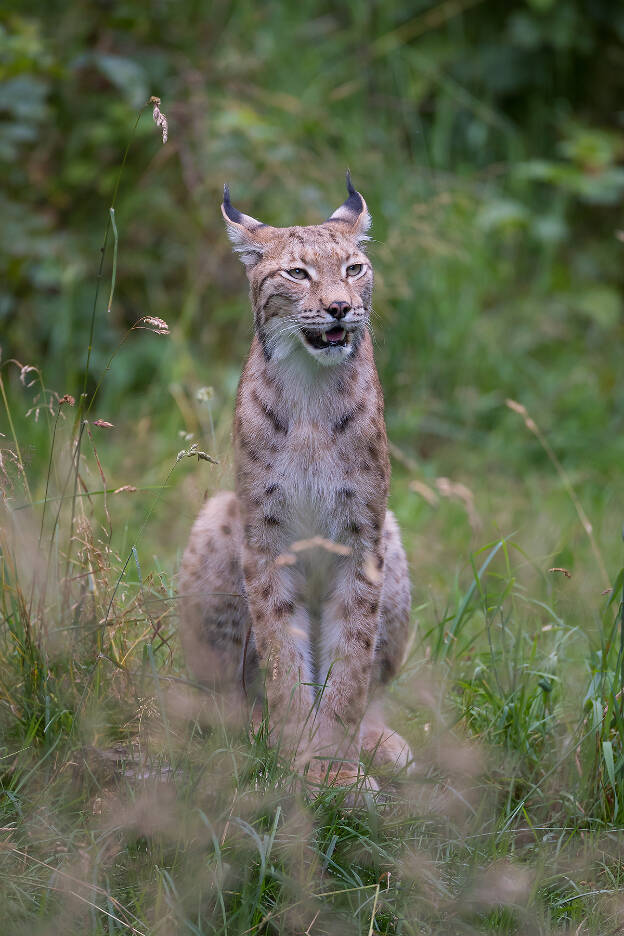 Luchs