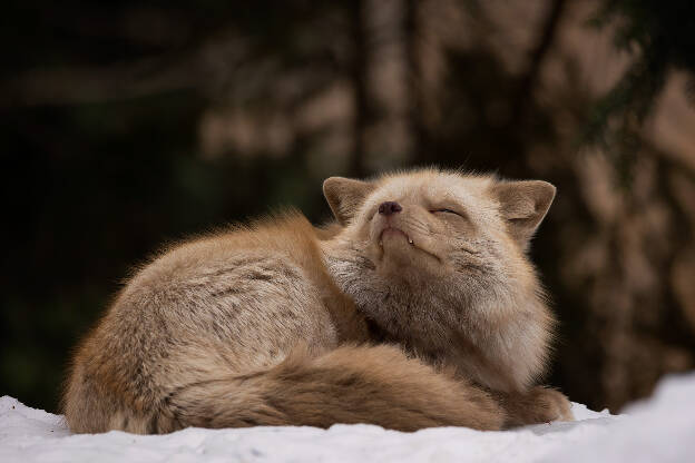 Pastellfuchs, Tierpark Lohberg