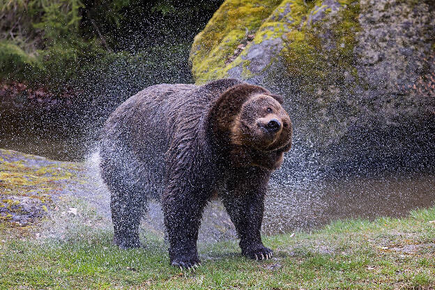 Braunbär, Tierfreigelände Neuschönau