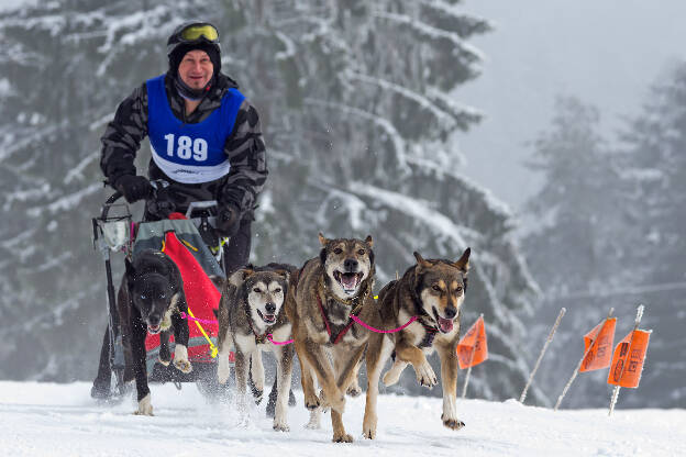 Schlittenhunderennen Oberwamensteinach 2015