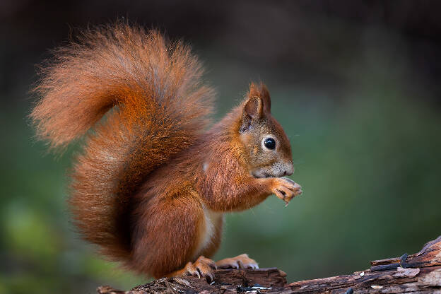 Eichhörnchen