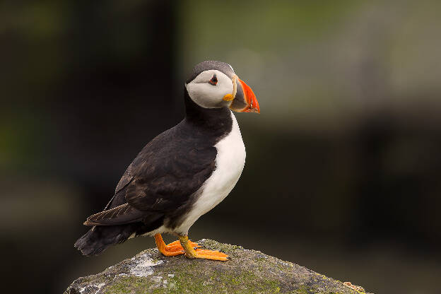 Puffin