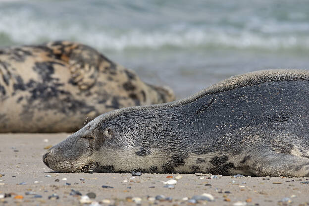 Relaxen am Strand