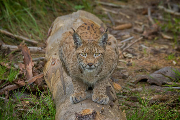 Luchs