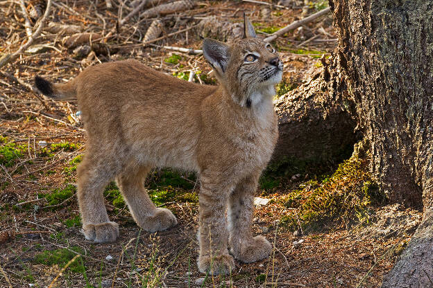 Junger Luchs