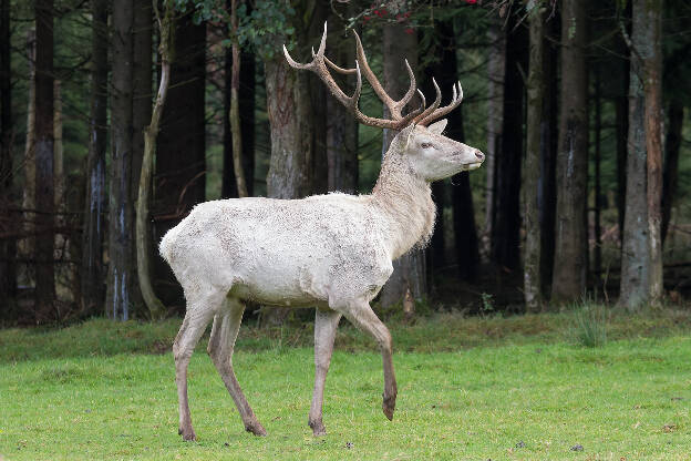 Weißer Hirsch