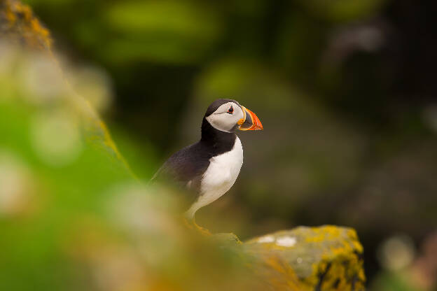 Puffin