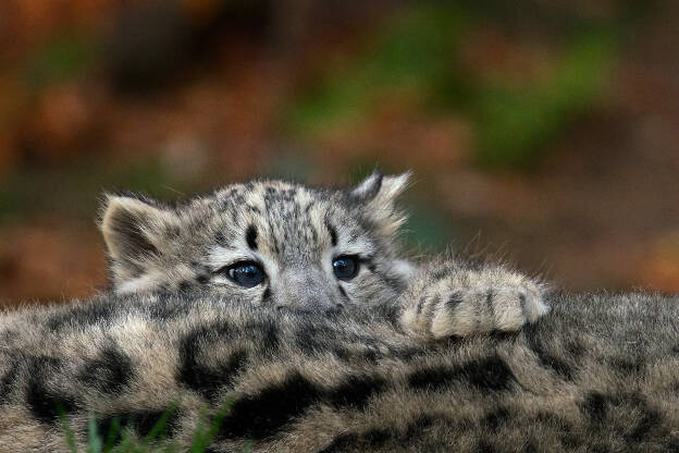 Verstecken hinter Mama