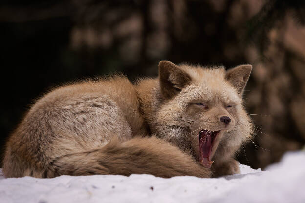 Pastellfuchs, Tierpark Lohberg