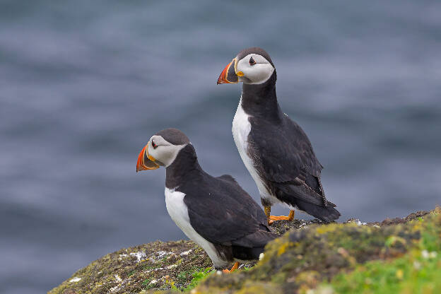 Puffins